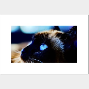 Siamese cat blue eyes / Swiss Artwork Photography Posters and Art